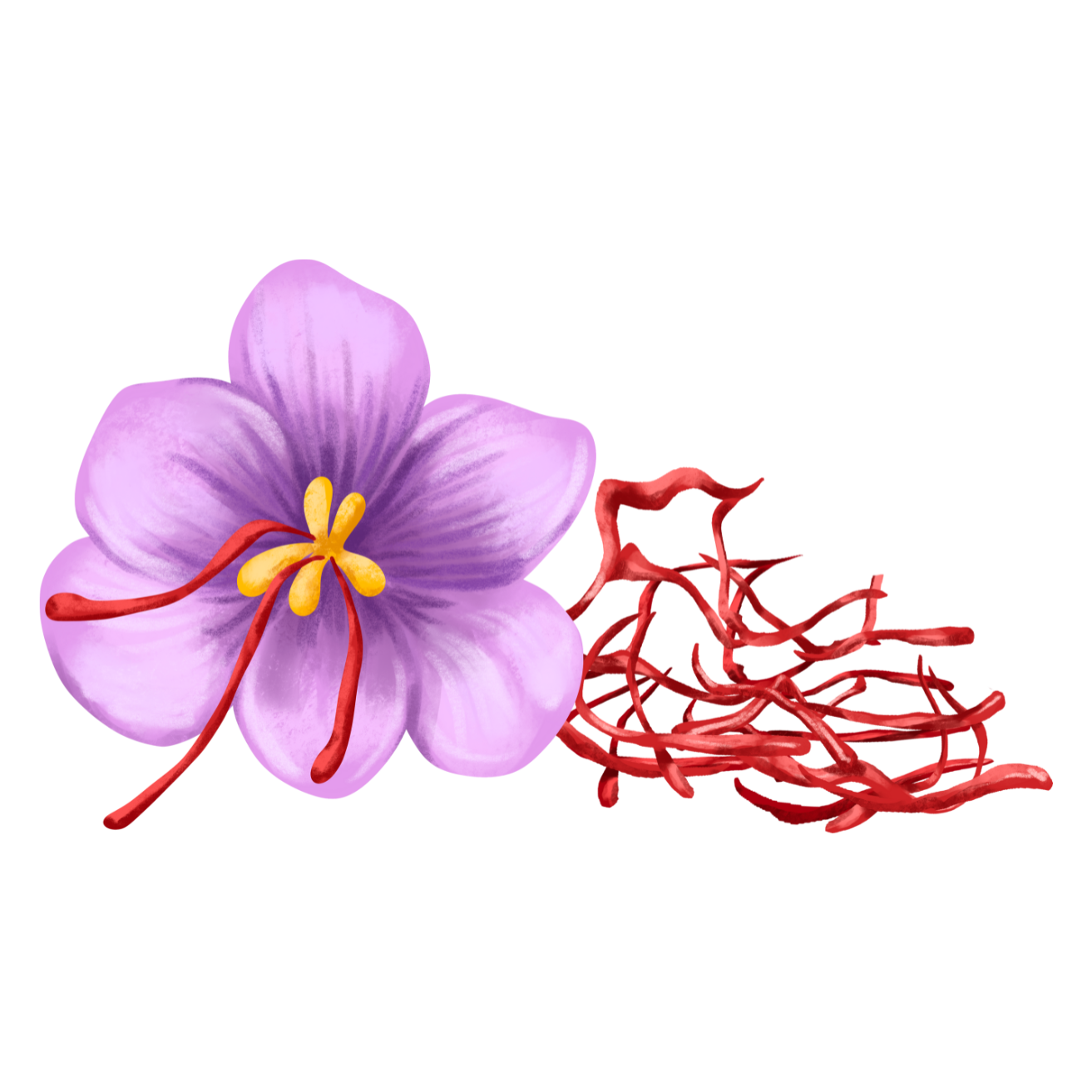 Vente de safran. Fleur de safran