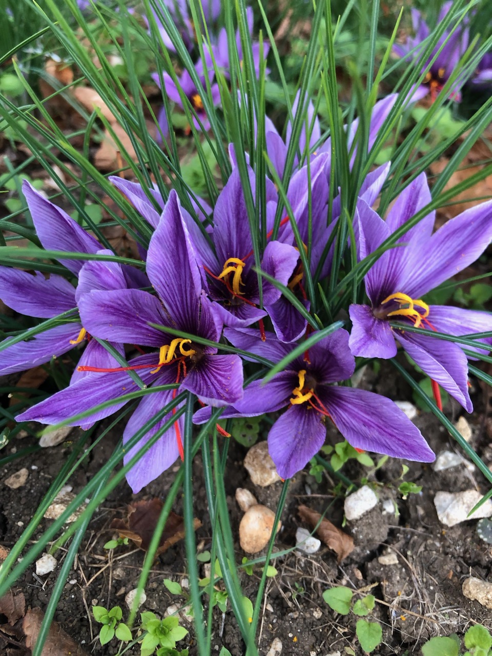 Safran du Jura, producteur de safran. Pistil de safran en vente