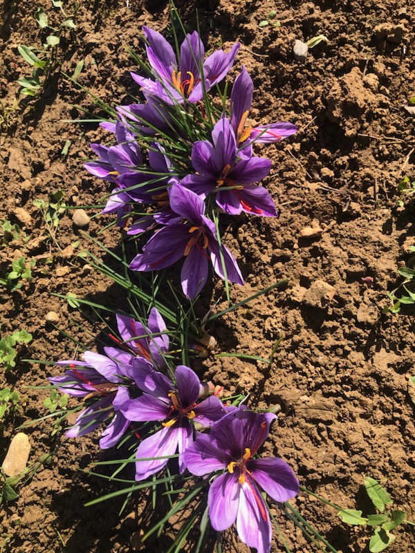 Safran du Jura, producteur de safran. Pistil de safran en vente