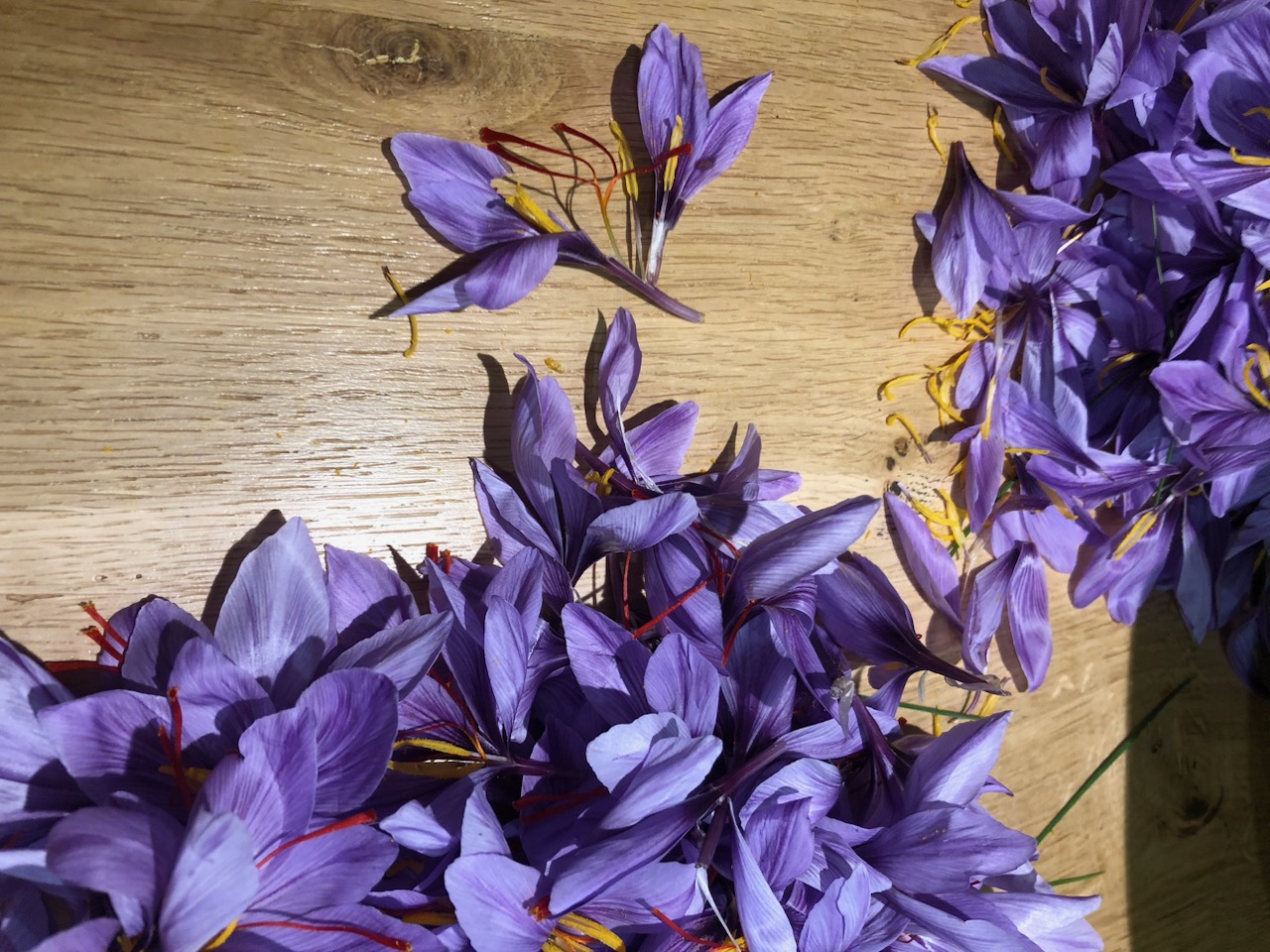 Safran du Jura, producteur de safran. Pistil de safran en vente